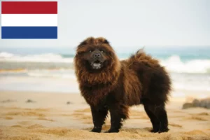 Lire la suite à propos de l’article Éleveurs de Chow-Chow et chiots aux Pays-Bas