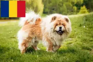 Lire la suite à propos de l’article Éleveurs de Chow-Chow et chiots en Roumanie