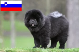 Lire la suite à propos de l’article Éleveurs de Chow-Chow et chiots en Slovénie
