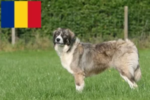 Lire la suite à propos de l’article Ciobănesc Românesc Carpatin éleveurs et chiots en Roumanie