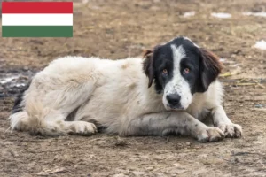 Lire la suite à propos de l’article Ciobănesc Românesc de Bucovina éleveurs et chiots en Hongrie