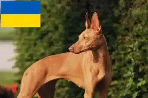 Lire la suite à propos de l’article Cirneco dell’ Etna éleveurs et chiots en Ukraine