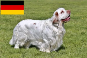 Lire la suite à propos de l’article Éleveurs de Clumber Spaniel et chiots en Allemagne