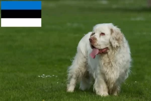 Lire la suite à propos de l’article Éleveurs de Clumber Spaniel et chiots en Estonie