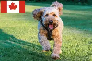 Lire la suite à propos de l’article Éleveurs de Cockapoo et chiots au Canada