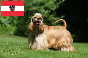 Lire la suite à propos de l’article Éleveurs de Cockers américains et chiots en Autriche