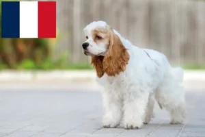 Lire la suite à propos de l’article Éleveurs de Cockers américains et chiots en France
