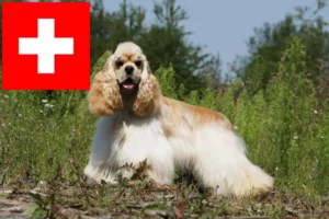 Lire la suite à propos de l’article Éleveurs de Cockers américains et chiots en Suisse