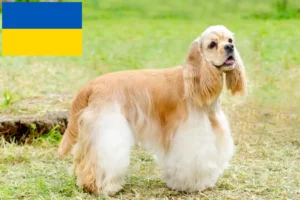 Lire la suite à propos de l’article Cocker américain éleveurs et chiots en Ukraine