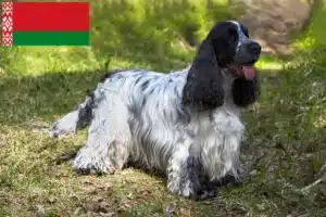 Lire la suite à propos de l’article Cocker anglais éleveurs et chiots en Biélorussie