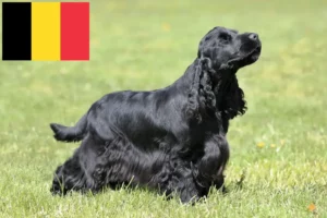 Lire la suite à propos de l’article Cocker anglais éleveurs et chiots en Belgique