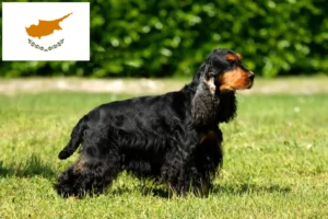 Lire la suite à propos de l’article Cocker anglais éleveurs et chiots à Chypre