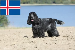 Lire la suite à propos de l’article Cocker anglais éleveurs et chiots en Islande
