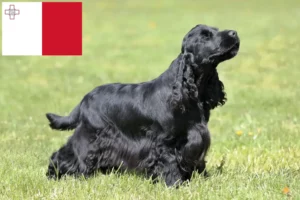Lire la suite à propos de l’article Cocker anglais éleveurs et chiots à Malte