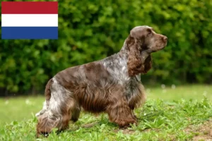 Lire la suite à propos de l’article Cocker anglais éleveurs et chiots aux Pays-Bas
