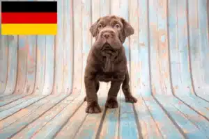 Lire la suite à propos de l’article Éleveurs de Cocker Pei et chiots en Allemagne