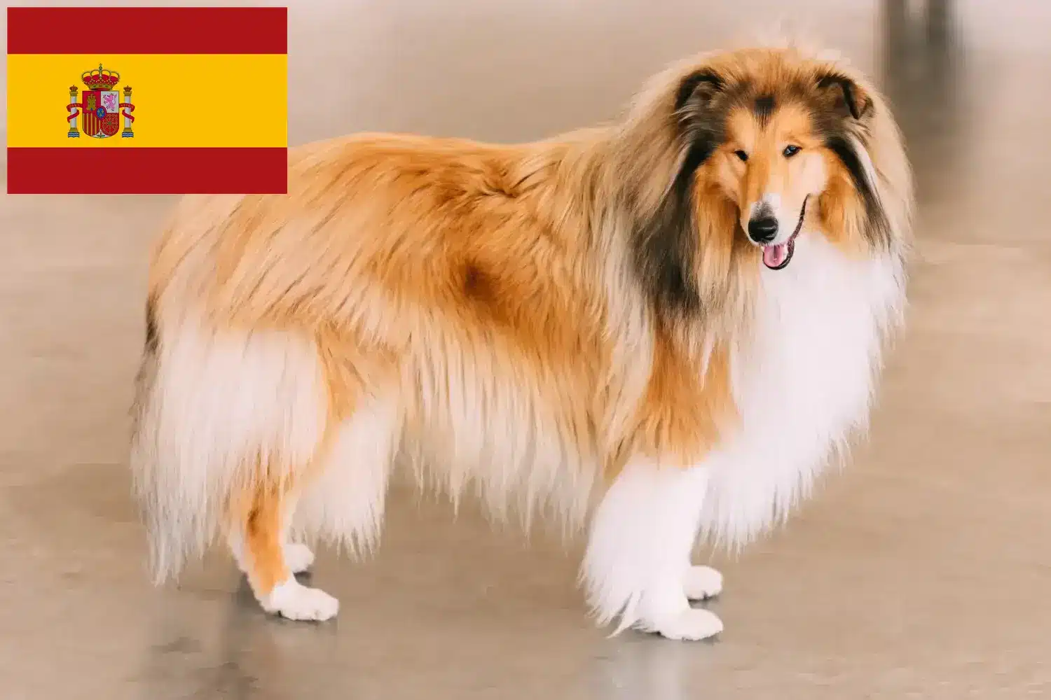 Collie chiots et éleveurs Espagne Ici, tu peux trouver des éleveurs de Collies en Espagne.