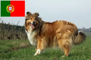 Lire la suite à propos de l’article Éleveurs de colleys et chiots au Portugal