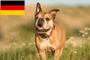 Lire la suite à propos de l’article Éleveurs de Continental Bulldogs et chiots en Allemagne
