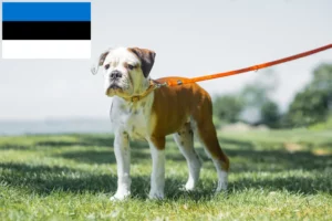 Lire la suite à propos de l’article Éleveurs de Continental Bulldogs et chiots en Estonie