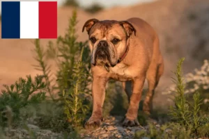 Lire la suite à propos de l’article Éleveurs de Continental Bulldogs et chiots en France