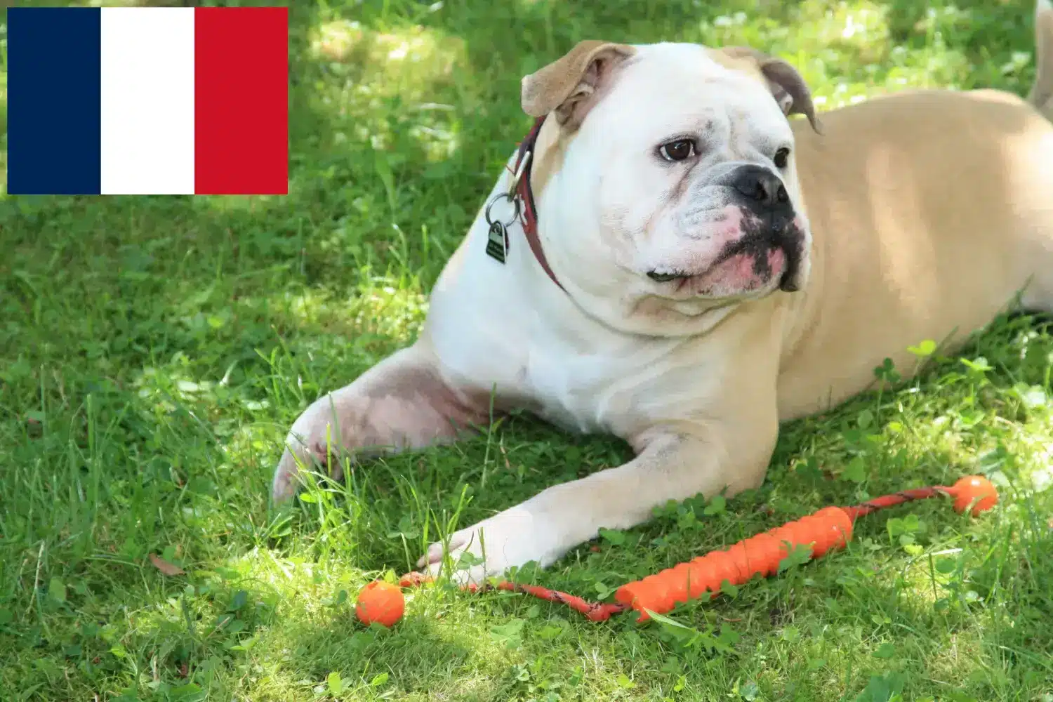 Bouledogue Continental chiots et éleveurs Réunion