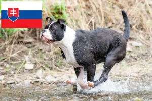 Lire la suite à propos de l’article Éleveurs de Continental Bulldogs et chiots en Slovaquie