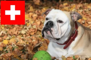Lire la suite à propos de l’article Éleveurs de Continental Bulldogs et chiots en Suisse