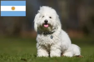 Lire la suite à propos de l’article Coton de Tuléar éleveurs et chiots en Argentine