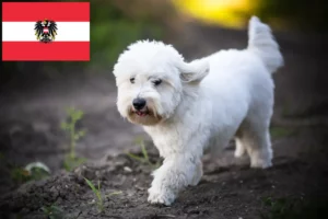 Lire la suite à propos de l’article Coton de Tuléar éleveurs et chiots en Autriche