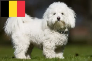 Lire la suite à propos de l’article Coton de Tuléar éleveurs et chiots en Belgique