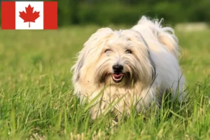 Lire la suite à propos de l’article Coton de Tuléar éleveurs et chiots au Canada