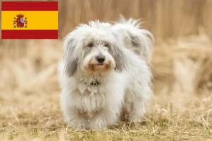 Lire la suite à propos de l’article Coton de Tuléar éleveurs et chiots en Espagne