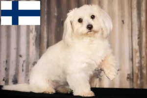 Lire la suite à propos de l’article Coton de Tuléar éleveurs et chiots en Finlande