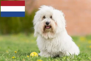 Lire la suite à propos de l’article Coton de Tuléar éleveurs et chiots aux Pays-Bas