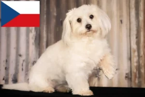 Lire la suite à propos de l’article Coton de Tuléar éleveurs et chiots en République tchèque