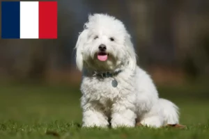 Lire la suite à propos de l’article Coton de Tuléar éleveurs et chiots à la Réunion