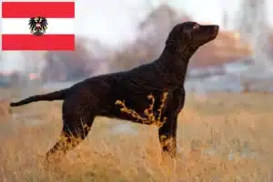 Lire la suite à propos de l’article Éleveurs de Retrievers à poil bouclé et chiots en Autriche