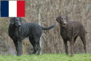 Lire la suite à propos de l’article Éleveurs de Retrievers à poil bouclé et chiots en France