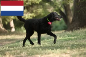 Lire la suite à propos de l’article Éleveurs de Retrievers à poil bouclé et chiots aux Pays-Bas