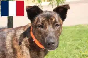 Lire la suite à propos de l’article Cursinu éleveurs et chiots en France