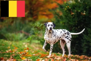 Lire la suite à propos de l’article Éleveurs de dalmatiens et chiots en Belgique