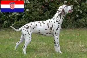 Lire la suite à propos de l’article Éleveurs de dalmatiens et chiots en Croatie