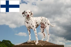 Lire la suite à propos de l’article Éleveurs de dalmatiens et chiots en Finlande