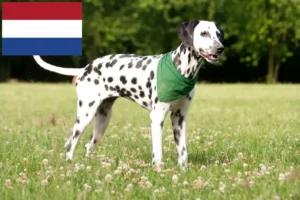 Lire la suite à propos de l’article Éleveurs de dalmatiens et chiots aux Pays-Bas