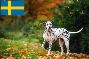Lire la suite à propos de l’article Éleveurs de dalmatiens et chiots en Suède