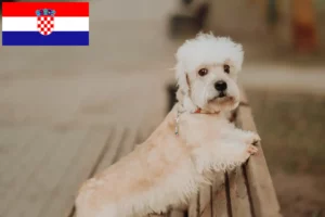 Lire la suite à propos de l’article Dandie Dinmont Terrier éleveurs et chiots en Croatie