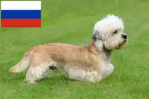Lire la suite à propos de l’article Dandie Dinmont Terrier éleveurs et chiots en Russie