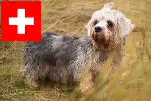 Lire la suite à propos de l’article Dandie Dinmont Terrier éleveurs et chiots en Suisse