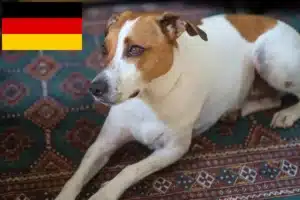 Lire la suite à propos de l’article Danish-Swedish Farmdog éleveurs et chiots en Allemagne